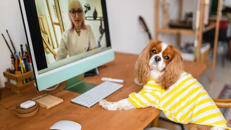 Dog on a video call with a veterinarian