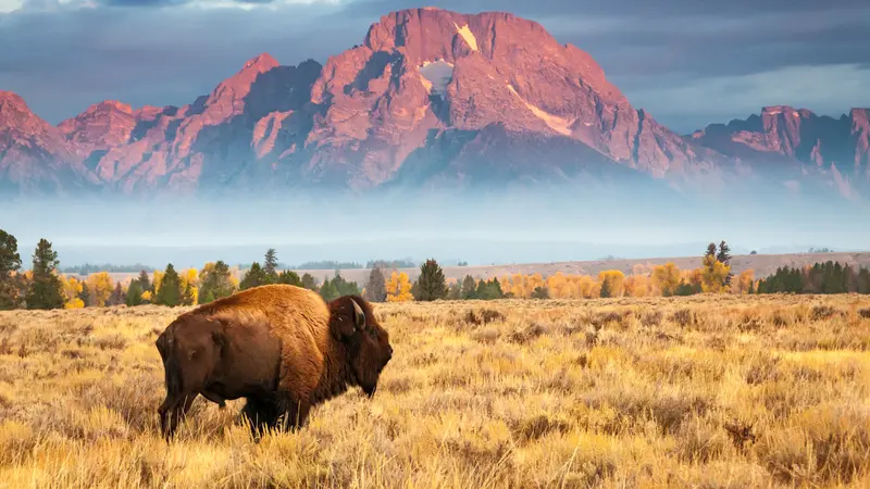A lone bison stands in a yellow field, with a misty mountain in the background