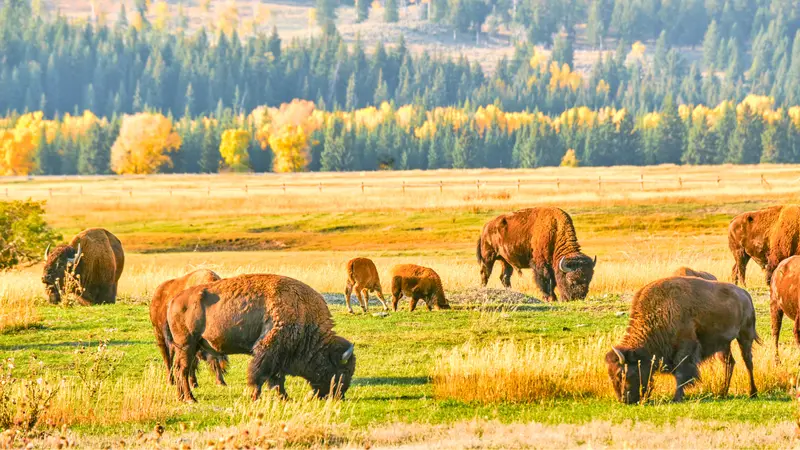 Bison grazing on open plains