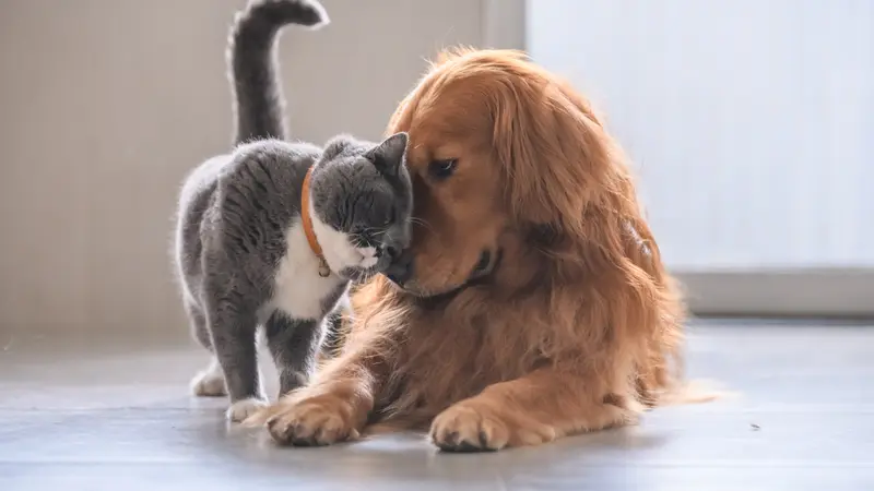 dog and cat friends