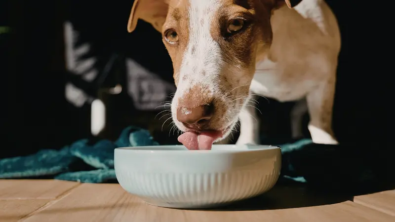 dog eating out of food dish