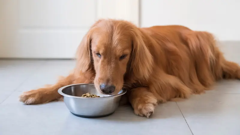 golden retriever dog eating out of food dish