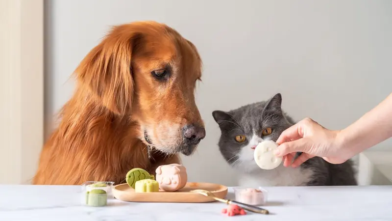 Dog and cat eating