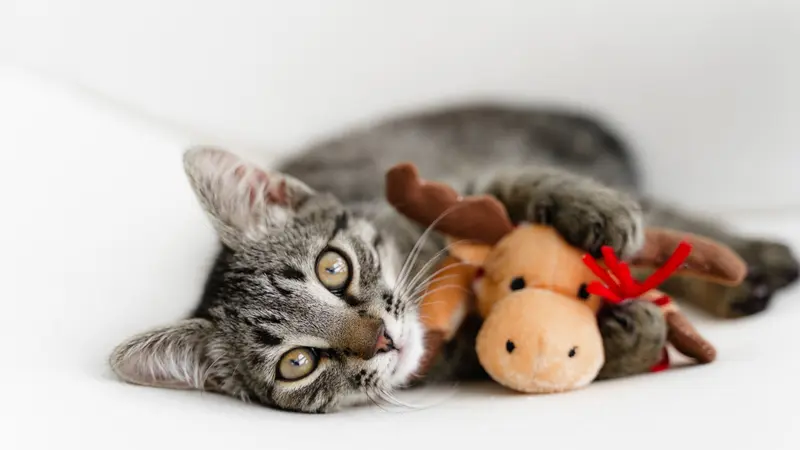 grey kitten playing with holiday moose plush toy