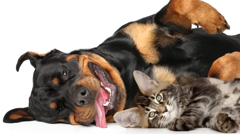 happy rottweiler dog and cat rolling around on floor together