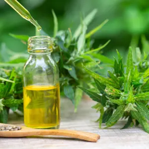 Cannabis sativa plant and oil