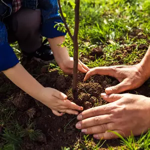 Child and adult planting a tree
