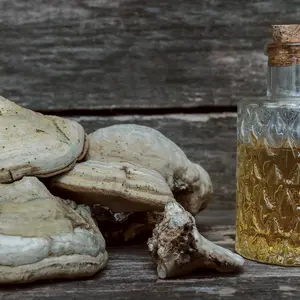 fungus and fungus oil
