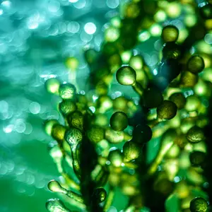 green marine algae
