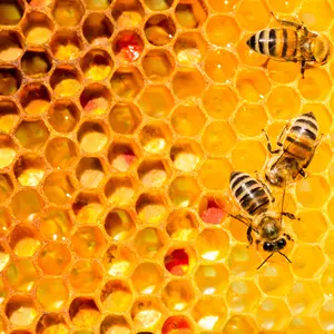 honey comb and bees