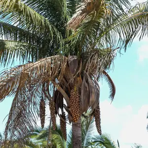 Babassu tree