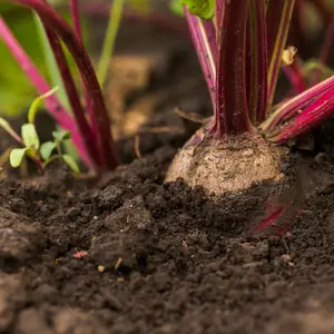 Beet in the ground