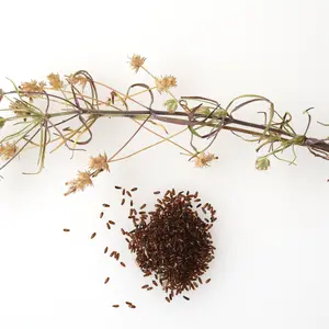 Black Psyllium dried plant and seeds