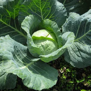 Cabbage i the ground