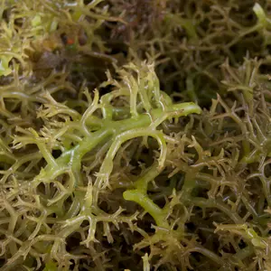 Carrageenan seaweeds