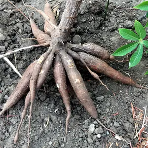 Cassava in the grown