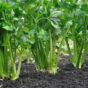 Celery plant