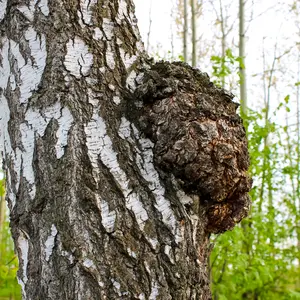 Chaga fungus in a tree