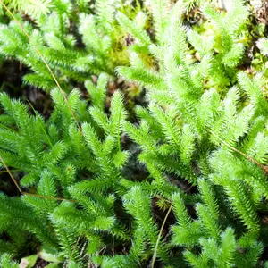 Chinese Club Moss plant