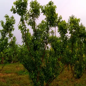 Cinnamomum Tamala tree