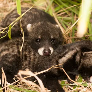 two Civets resting in the ground