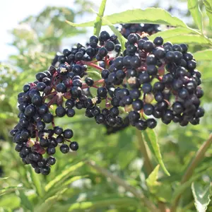 Dwarf Elder fruit in plant