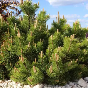 Dwarf Pine Needle tree