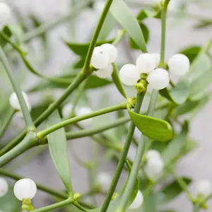 European Mistletoe plant