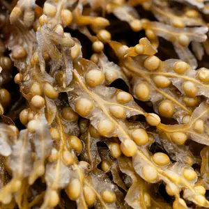 Fucus Vesiculosus seaweed