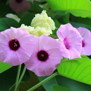 Hawaiian Baby Woodrose plant