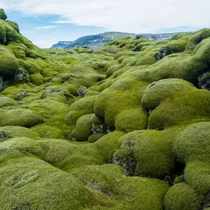 field covered with Iceland moss