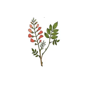 drawing of Jamaican Dogwood plant