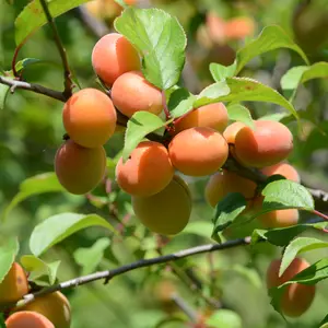 Japanese Apricot plant