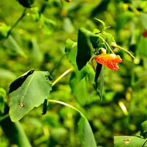 Jewelweed plant