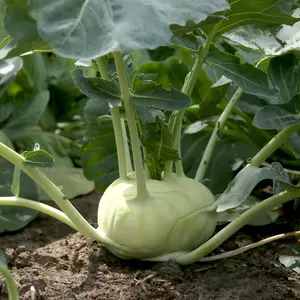Kohlrabi vegetable in the grown