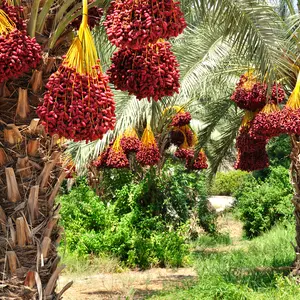 Date Palm plant