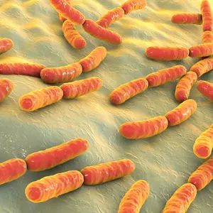 Lactobacillus bacteria