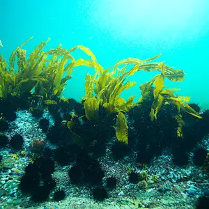 Laminaria seaweed
