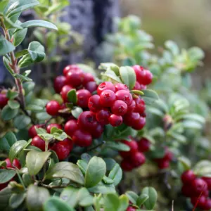 Lingonberry plant