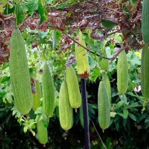 Luffa fruit in luffa plant