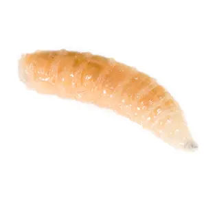 Maggot worm for Therapy