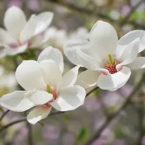 Magnolia plant
