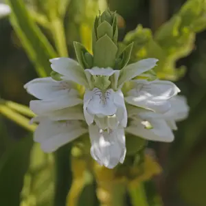 Malabar Nut plant