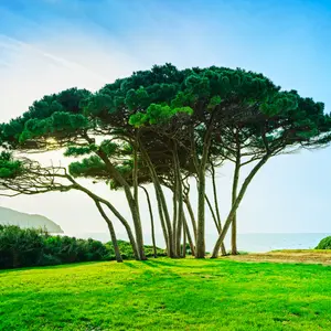 Maritime Pine trees