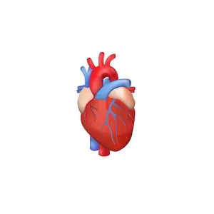 vector human heart
