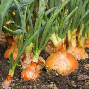 Onion plant in the ground