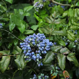 Oregon Grape plant