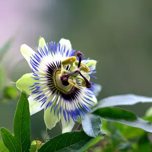 Passion Flower plant