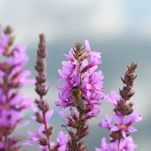 Purple Loosestrife plant