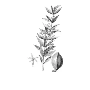 drawing of Quebracho plant